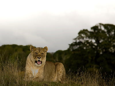лъвица, диви, котка, Хищникът, животните дивата природа, животни в дивата природа, едно животно