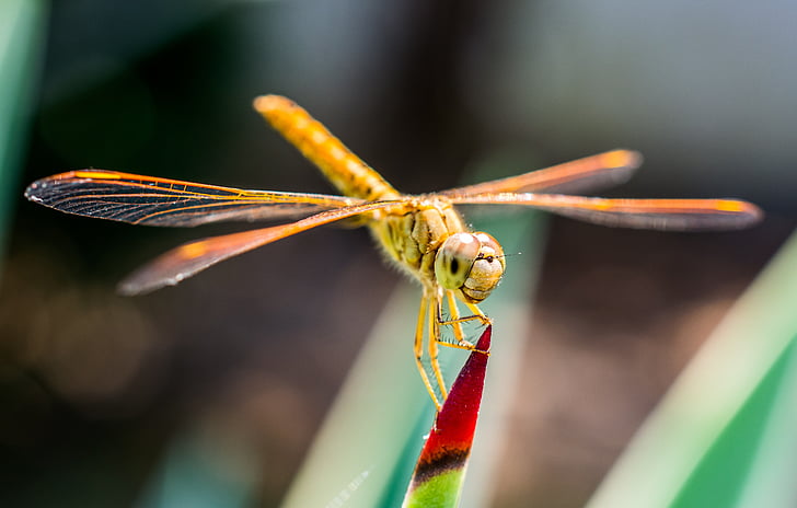 Dragonfly, hmyz, Zavřít