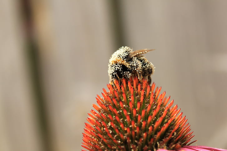 con ong, con ong, Thiên nhiên, lỗi, bumblebee, tổ ong, côn trùng