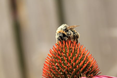 bina, Bee, naturen, bugg, humla, Beehive, insekter