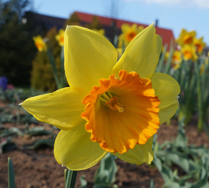 bunga, Daffodils, kuning