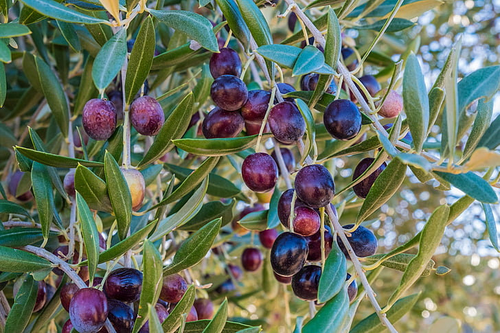 huile, olives, olive, moisson, feuilles, fruits, nature