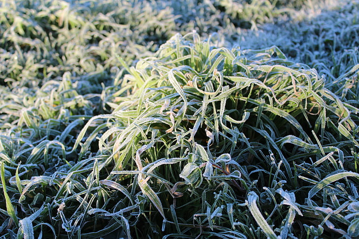 herba, gelades, verd, gel, fred, superfície, demà