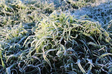 rumput, embun beku, hijau, es, dingin, permukaan, besok