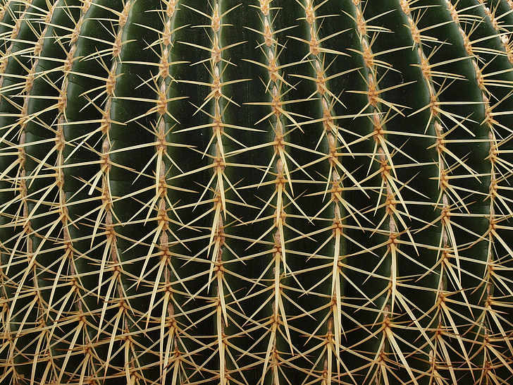 kaktus, biljka, pustinja, kralježnica, trnovit, oštar, Jao