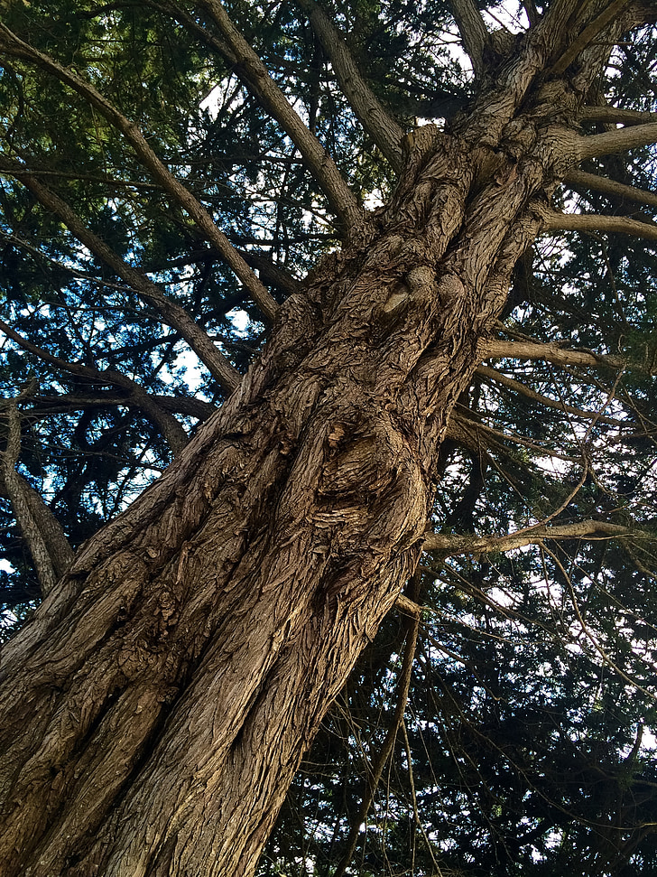 tree, bark, branches