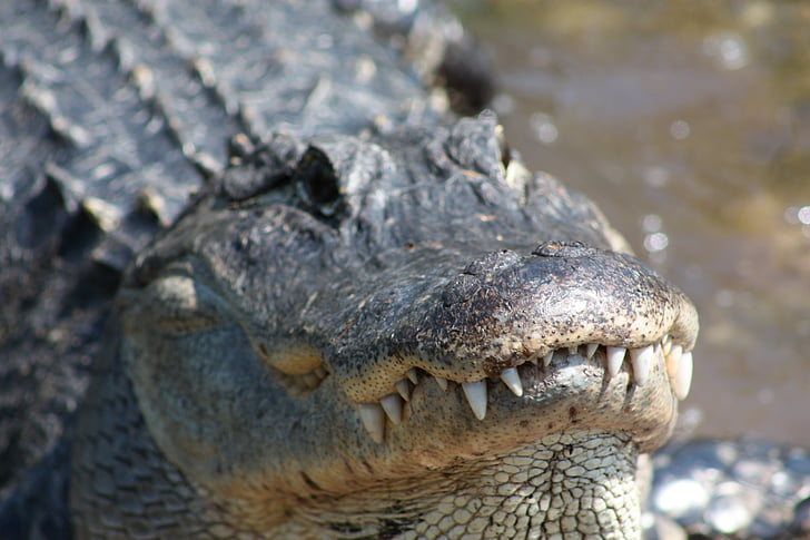 алигатор, крокодил, Мисисипи, зъби, животните, диво животно, Хищникът