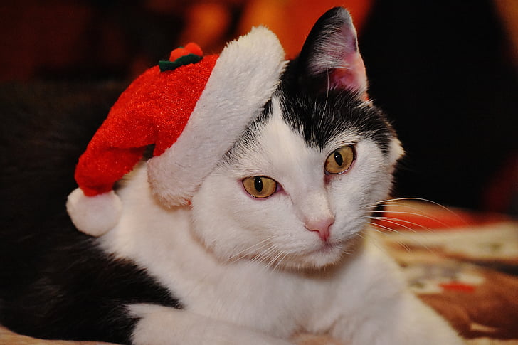 고양이, 크리스마스, 산타 모자, 재미, 귀여운, 달콤한, 귀 여 워