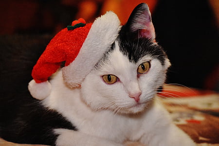 猫, クリスマス, サンタの帽子, 面白い, かわいい, 甘い, かわいい