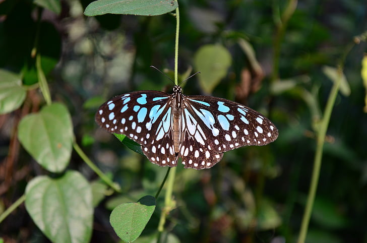 blue tiger, butterfly, insect, nature, butterfly - Insect, animal