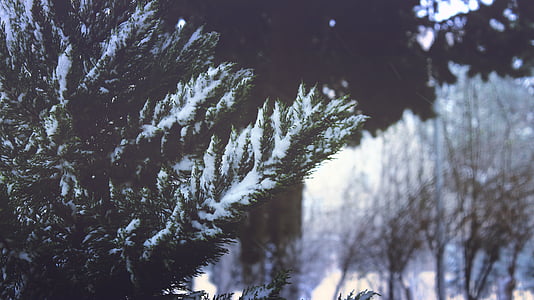 branches, cold, conifer, evergreen, fog, frost, frosty
