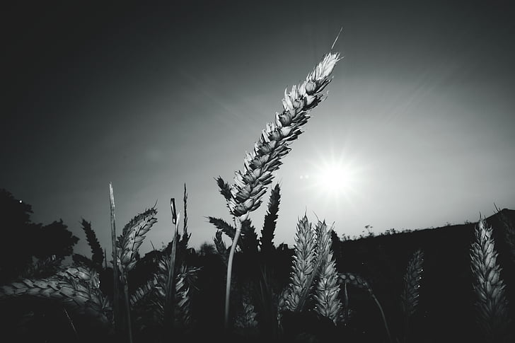 black-and-white, field, nature, sky, sun, wheat, wheat field
