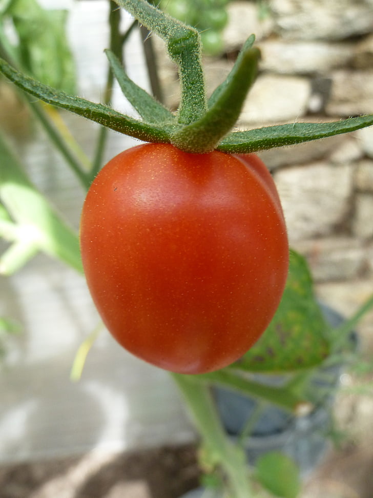 fruit, tomaat, rood, eco producten, openbare tuin, plantaardige, verse tomaat