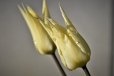 tulipány, květiny, řezané květiny, závod, Příroda, jaro, žlutá