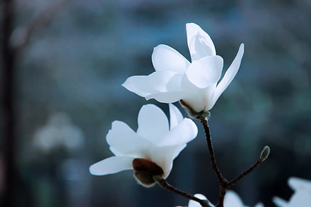 magnolijas, balta, ledus gars, daba, augu, puķe, ziedlapas