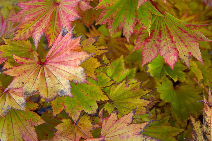 лист, листя, червоний, Осінь, падіння, фоновому режимі, сезон
