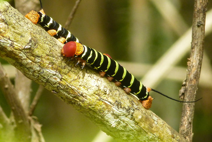 caterpillar, branch, close, black, yellow, bright