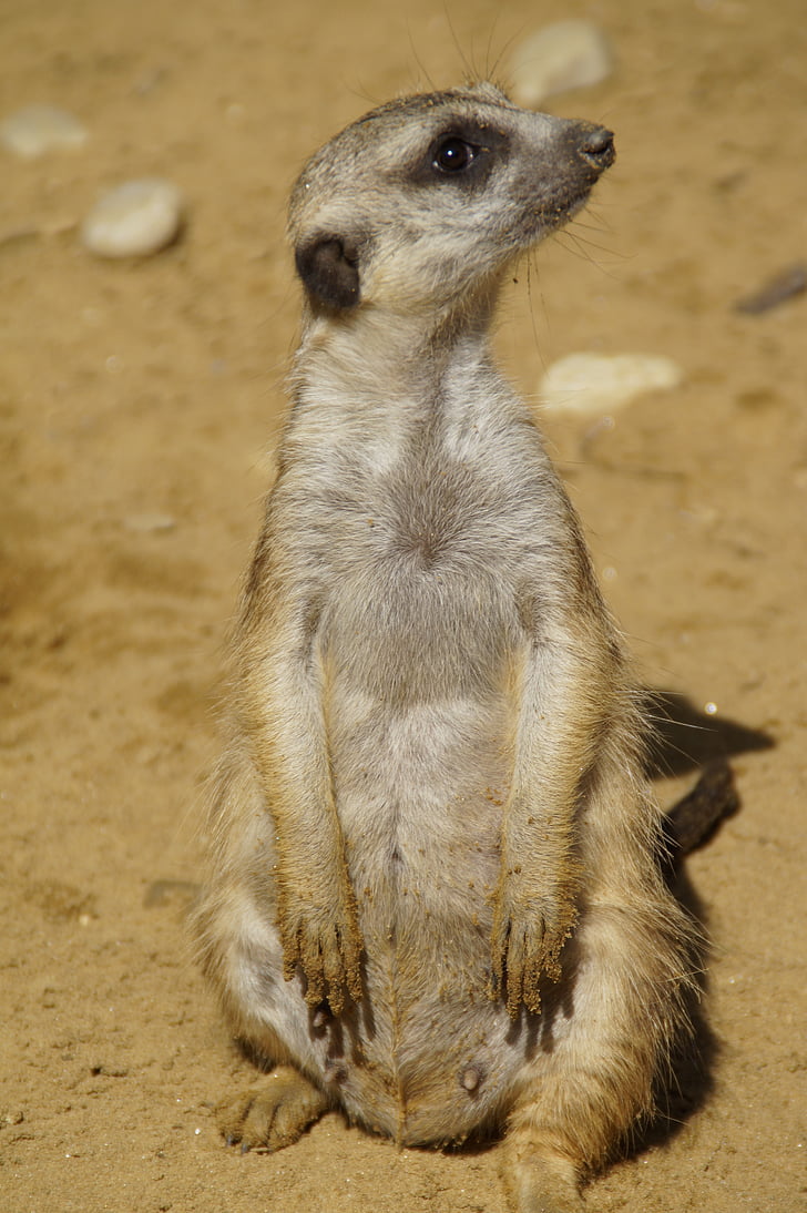 Meerkat, bonito, mundo animal, areia, jardim zoológico, seca, curioso