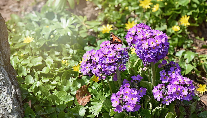 květiny, zahrada, jaro, stehno, Vlaštovičník, fialová, motýl