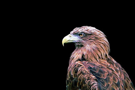 Adler, burung, burung pemangsa, burung raptor, terisolasi, latar belakang hitam, satu binatang