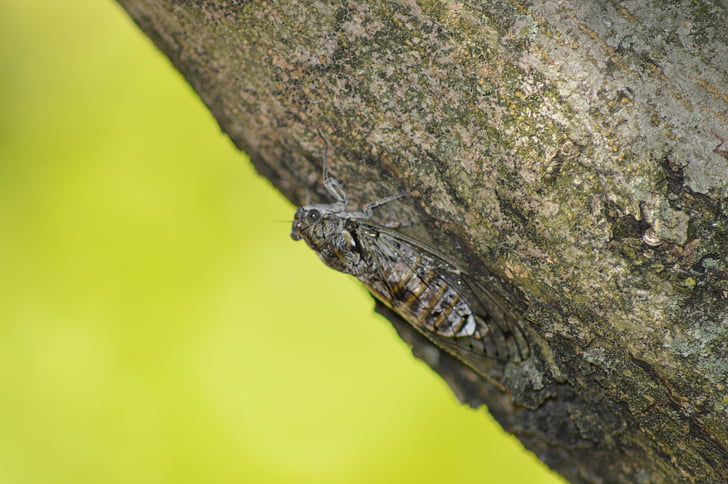 Cicada, insekt, naturen