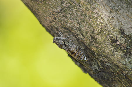 cicada, insekt, natur