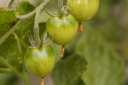 Bush tomate, tomate, planta de tomate, verduras, verde, crecer, no madura