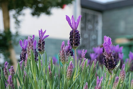 lavender, flowers, garden, smell, violet, nature, purple