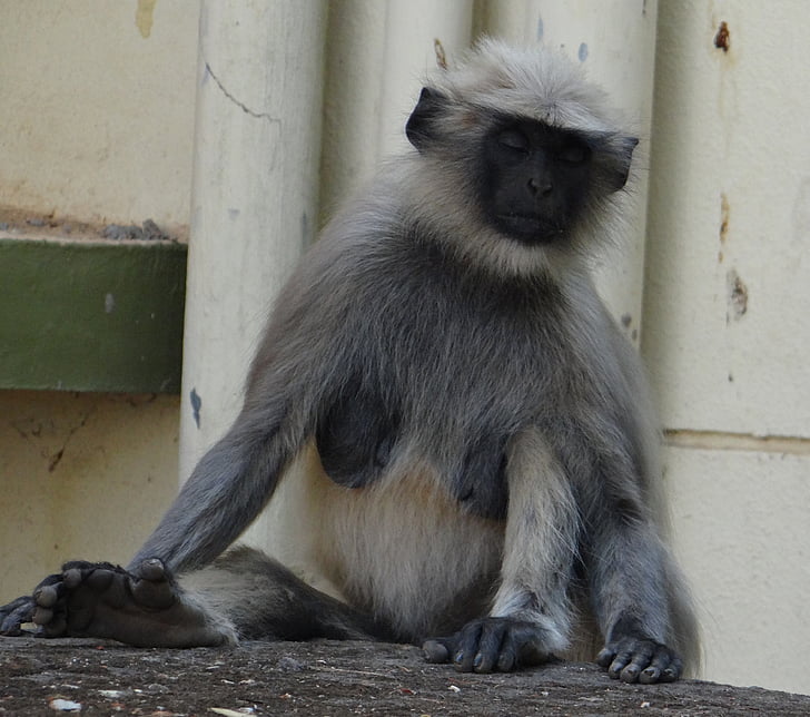 gray langur, monkey, meditation, meditating, animal, mammal, sitting