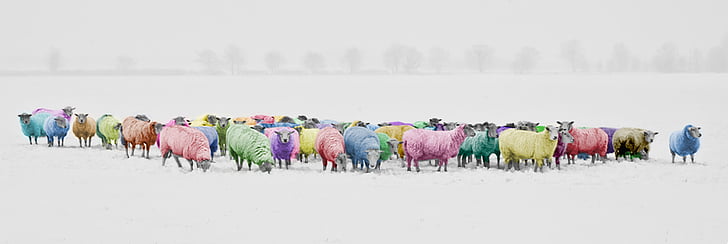 sheep, colorful, colorized, rainbow, pantone, multicolor, winter
