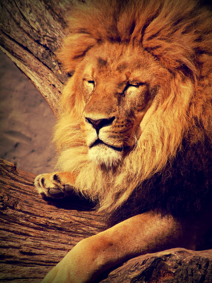 lion, animal, zoo, quiet, peaceful, predator, cat