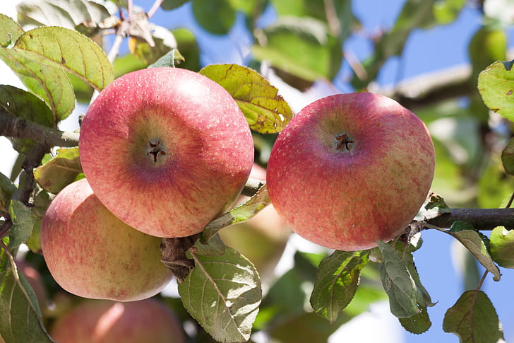 budaya Apple, Apple, malus domestica, musim gugur, matang, panen, buah
