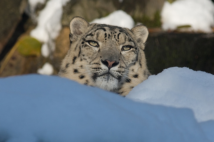leopardo de las Nieves, Panthera uncia, Parque zoológico, leopardo, gato