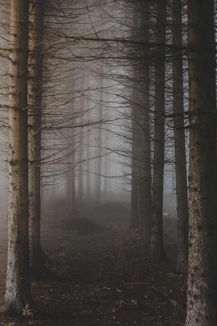 photo, leafless, trees, fog, forest, tree, winter