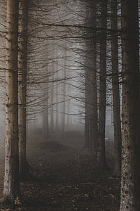 Fotoğraf, yapraksız, ağaçlar, sis, Orman, ağaç, Kış