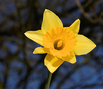 Narciso, Narciso, amarillo, primavera, flor, floración, flor