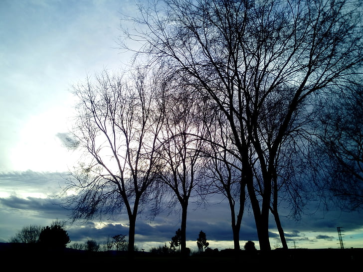 hiver, arbres, feuilles, froide, arbre, branches, nature