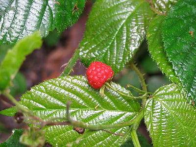 fruit, berries, raspberry, red, bush, leaf, nature