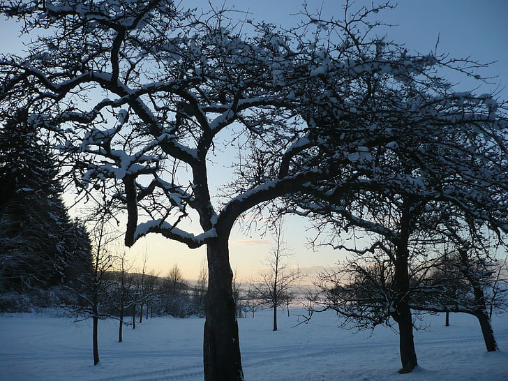 orchard, winter, snow, fruit tree