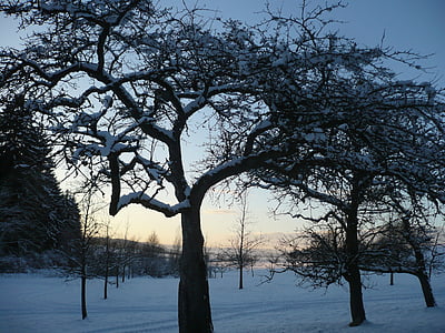 dārza, ziemas, sniega, augļu koks