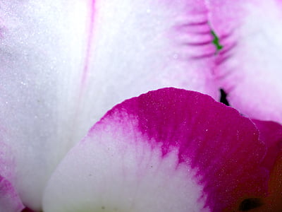 орхідея, квітка, яскраві, фіолетовий, Флора, зростання, прикраса