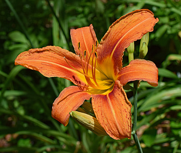 daylily close-up, lily, close-up, bud, flower, blossom, bloom garden