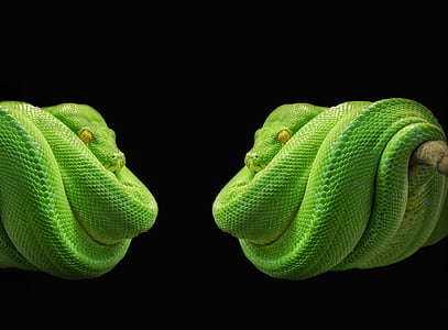 python'o, gyvatė, žalias medis python'o, žalia, medžio gyvatė, toksiška, gyvūnų