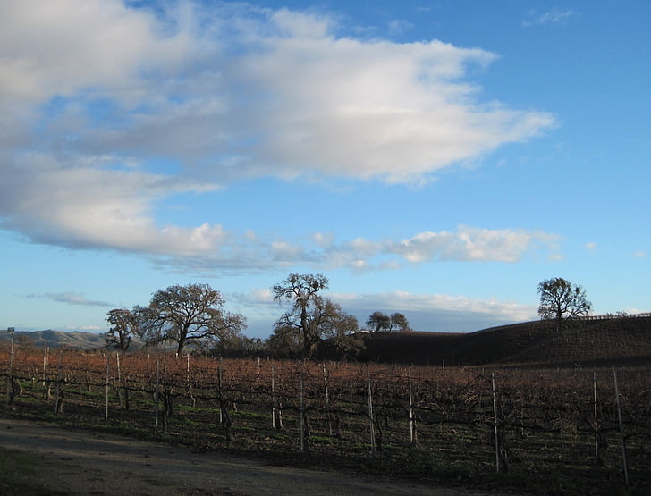 wine country, vineyard, oak trees, tree, deciduous tree, oak, winter