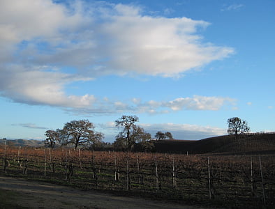 viinin maassa, Vineyard, tammen, puu, lehtipuu, Oak, talvi