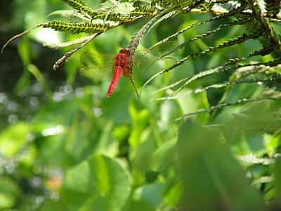 Libélula, Libélula vermelha, insetos, samambaia, verde