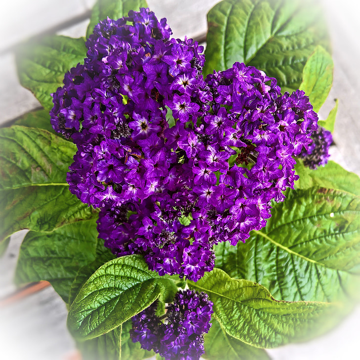 fleur de vanille, Héliotrope, plante en pot, violet fleur, violet foncé, très parfumées, vanille