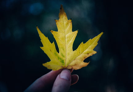 gelb, Ahornblatt, Natur, Blatt, Herbst, menschliche hand, schließen