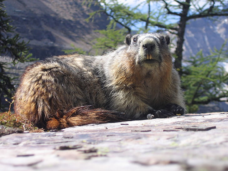marmot, groundhog, rodent, mammal, wildlife, close up, hoary