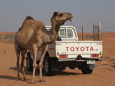 camelo, Toyota, deserto